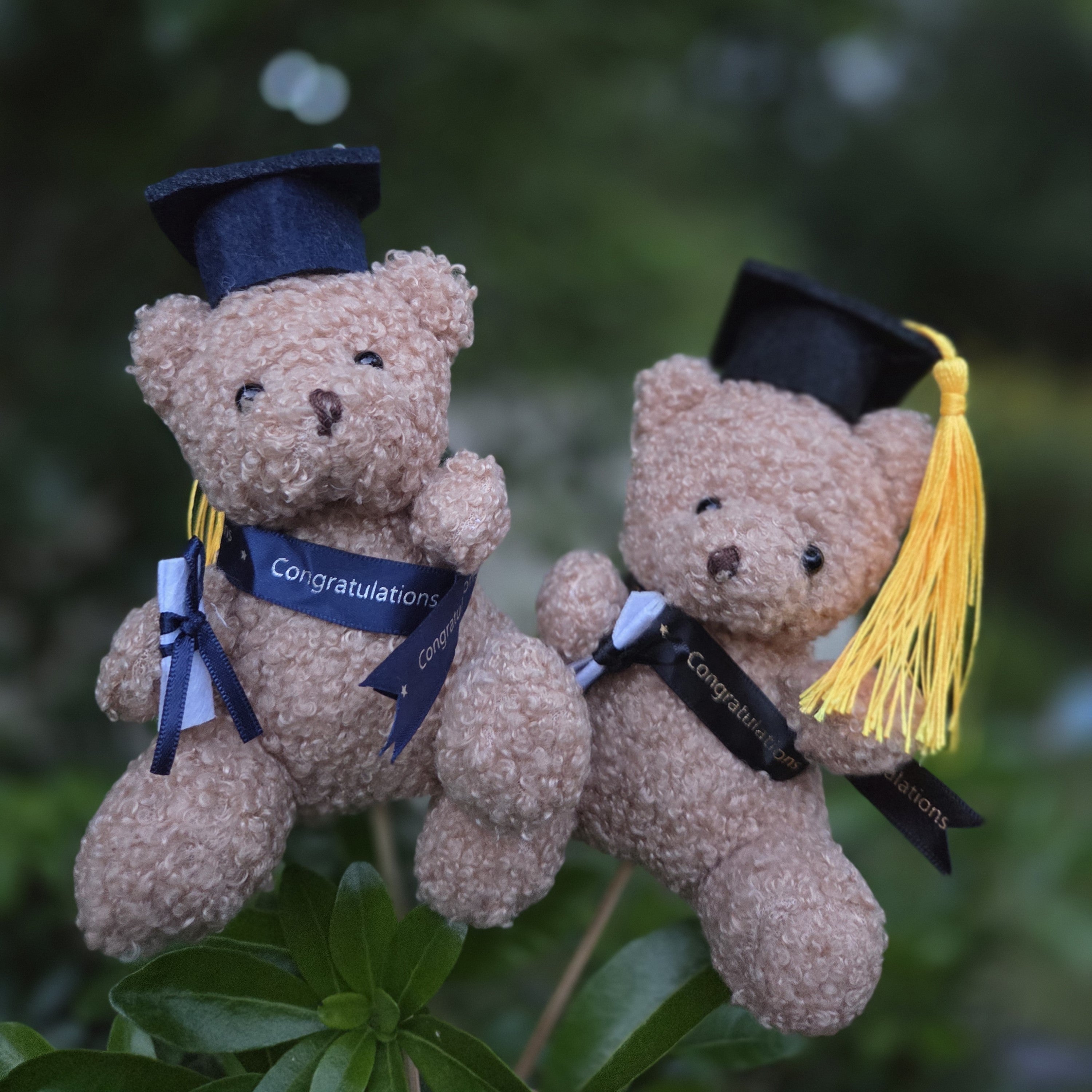 Graduation Plush Teddy Bear